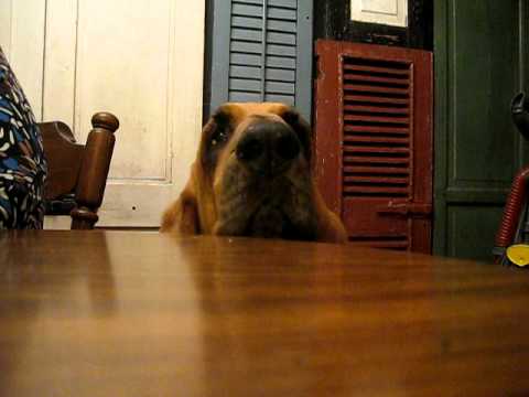 Talking Bloodhound