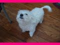 Bichon RUDE RUDE RUDE SEI Bichon RUDE RUDE RUDE SEI