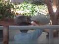 videos de koara