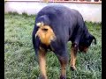 Rottweiler Amadis de Gaula 2 Rottweiler Amadis de Gaula 2