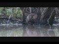Chunky Beaver Bathtime