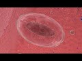Cequent Pharmaceuticals Technology