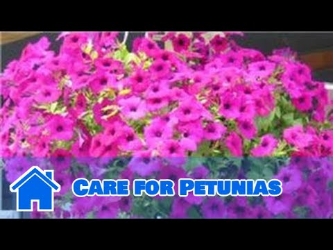 how to care petunia