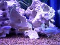 african cichlid tank