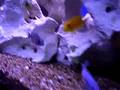 african cichlid tank