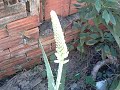 ciclo de floracao aloe vera 2 por Nivaldo Mota Distribuidor Forever Living Brasil