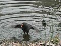 Moorhen chick swimming