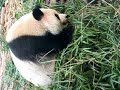 Panda - Changdu #2