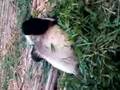 Panda - Changdu #2