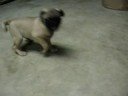 Lil Bub