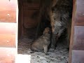Irish Wolfhounds Puppies (1 month old) and their mom. Miliy Zver Kennel. Moscow, Russia