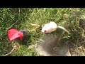 Mrs. Frisby and the Rats of NIMH