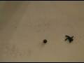 videos de Laura's first animation