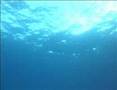 ELMPS - ELIU - BARRACUDA