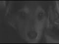 Dramatic Dog