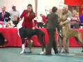 GDCA National Speciality - Zeb and Val Part TWO