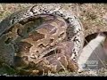 phyton eating deer.flv phyton eating deer.flv