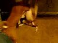 Basenji video