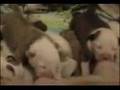 american bulldog puppies part3 