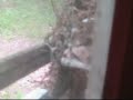 House Wren Feeds Chicks then teaches them to fly...