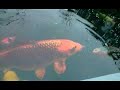 Jumbo Koi 75-85 cm Jumbo Koi 75-85 cm