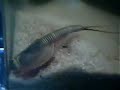 My triops digging & laying eggs My triops digging & laying eggs