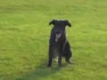 A dog pooing A dog pooing