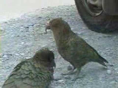 keas