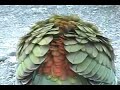 the-incorrigible-kea.html