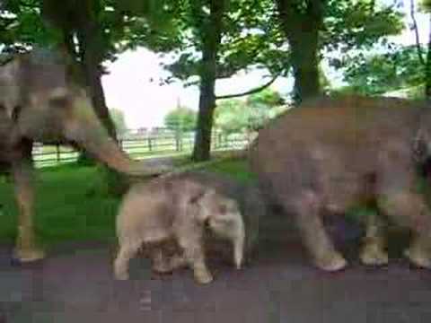 dumbo