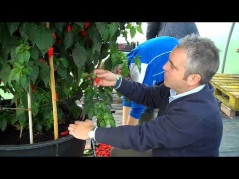 how to harvest chillies
