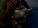 Ryron - Bulldog Frances