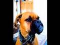 Oscar Boxer Dog Slide show!