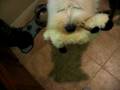 Dogbook Movie: Mollee and her squeaky sheep toy