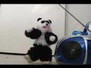 Mr Panda listening to the A.M radio