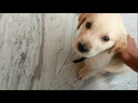 how to train golden retriever puppies