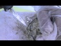 View Video