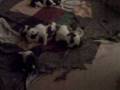 videos de St. Bernards Puppy
