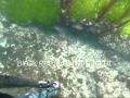 Spearing in wollongong spot X between north beach and bulli