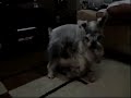 Schnauzer  treinando Fritz