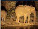 Elephants at Night - 3 - Pete's Pond