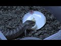 Blue Tongue Skinks Eating