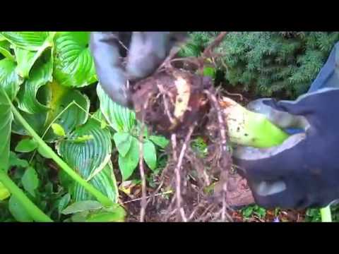 how to transplant gladiolus bulbs