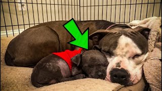 After Losing All Her Babies, Pitbull Adopts Orphaned Puppy, Toys,Basically Everything In The Shelter by Did You Know Animals?