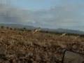 kangaroos wyalla