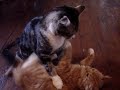 Puffy fights back!!