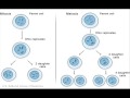 Cell Division
