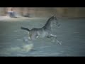 Straight Egyptian Black Colt