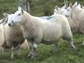 NCC Stock Ewe Lambs