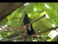 videos de White-vented Plumeleteer (Chalybura buffonii)